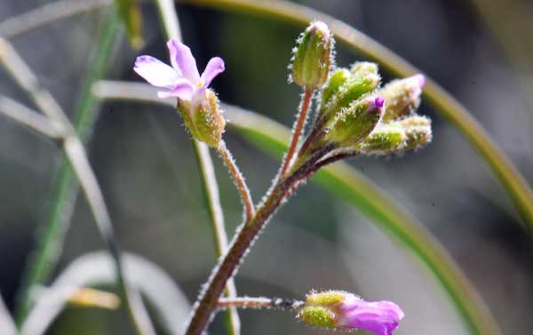 Boechera perennans, Perennial Rockcress, Southwest Desert Flora